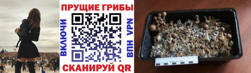 Галлюциногенные грибы прущие грибы  Севск 